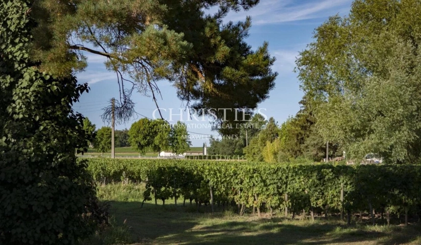 Photos 4 - Vineyard - Very well-located Bordeaux vineyard estate