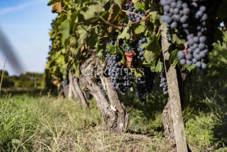 Photos 5 - Vineyard - Very well-located Bordeaux vineyard estate