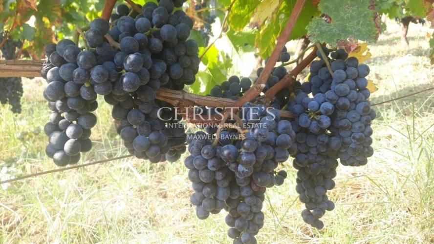 Photos 2 - Viticole - A vendre jolie propriété de 1 ha en AOC Saint-Emilion
