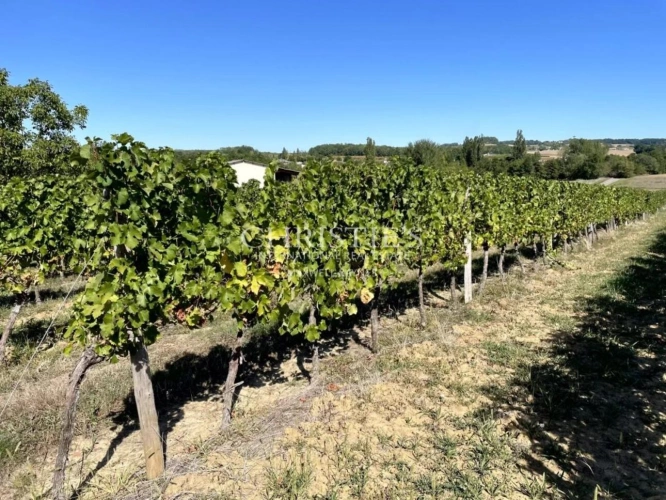 Photos 2 - Viticole - A vendre, à 10 min de Duras, Propriété viticole de renommée