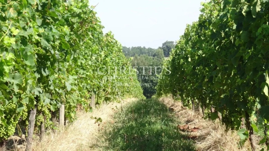 Photos 7 - Viticole - A vendre propriété de 15 ha , beau terroir en Agriculture Biologique