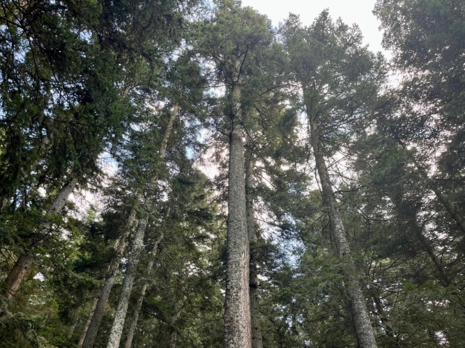 Photos 3 - Forestière - Cashflow dès la première année – Sapinière de 32 ha dans le Pilat -Loire