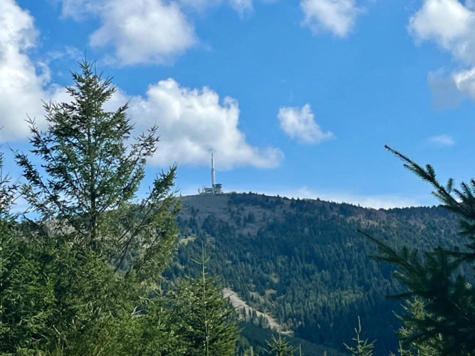Photos 5 - Forestière - Cashflow dès la première année – Sapinière de 32 ha dans le Pilat -Loire