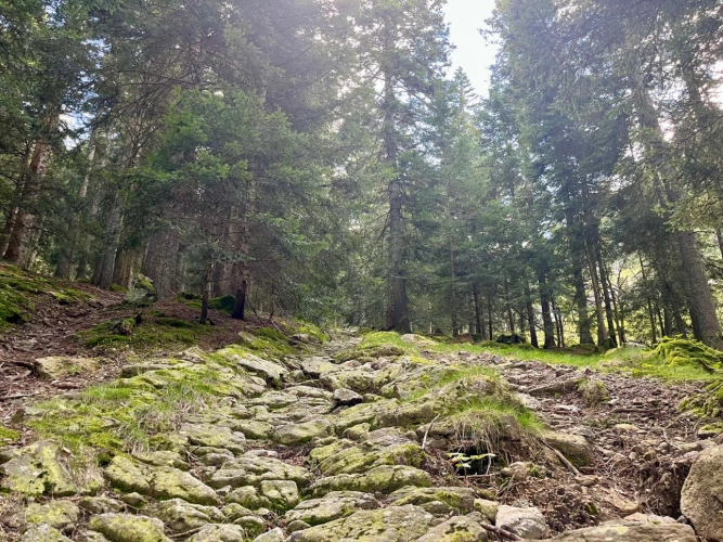 Photos 8 - Forestière - Cashflow dès la première année – Sapinière de 32 ha dans le Pilat -Loire