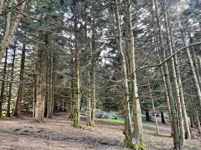 Photos 10 - Forestière - Cashflow dès la première année – Sapinière de 32 ha dans le Pilat -Loire