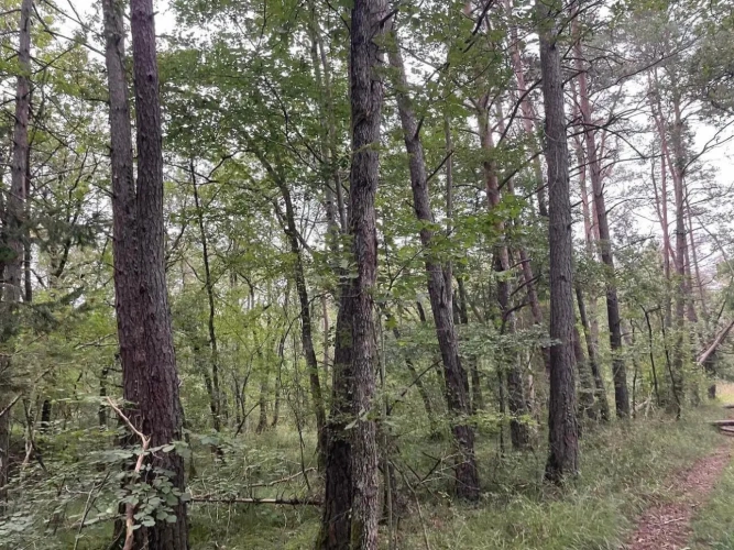Photos 2 - Forestière - FORÊT DE PRODUCTION MIXTE