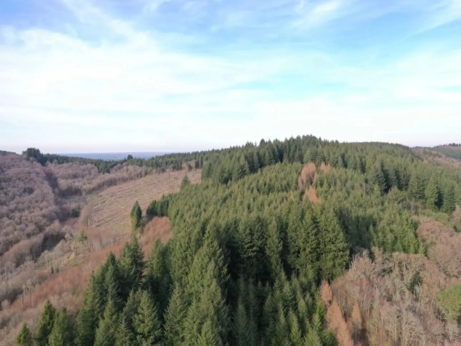 Photos 1 - Forestière - FORÊT DE PRODUCTION DYNAMIQUE DE DOUGLAS
