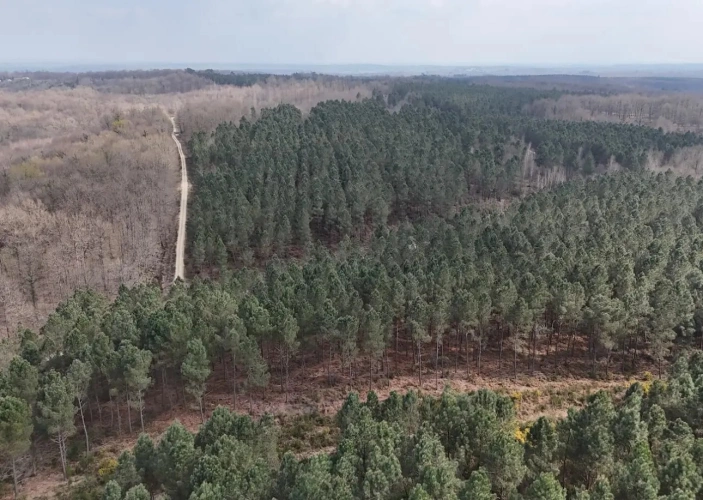 Photos 1 - Forestière - MASSIF MIXTE AVEC D EXCELLENTS CHENES ET TRES BON POTENTIEL CYNÉGÉTIQUE