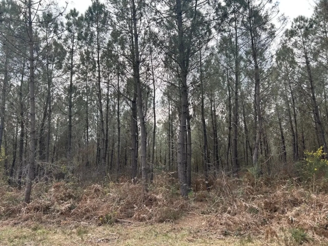 Photos 2 - Forestière - MASSIF MIXTE AVEC D EXCELLENTS CHENES ET TRES BON POTENTIEL CYNÉGÉTIQUE