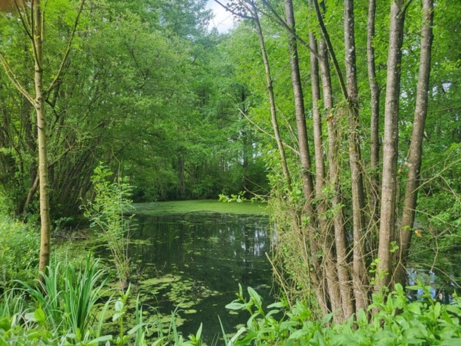 Photos 2 - Forestière - Terrain avec ETANG et bois à vendre  GLENAY (79) 4985 m²