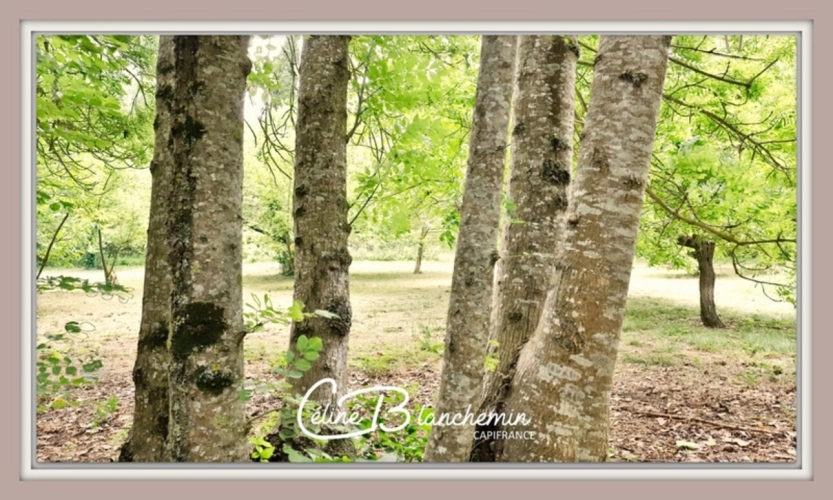 Photos 46 - Tourist - Property for sale 32 rooms near CARCASSONNE (11) 2 dwellings 522m2 + park 2.82 hectares + outbuildin