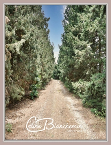 Photos 28 - Tourist - Property for sale 32 rooms near CARCASSONNE (11) 2 dwellings 522m2 + park 2.82 hectares + outbuildin