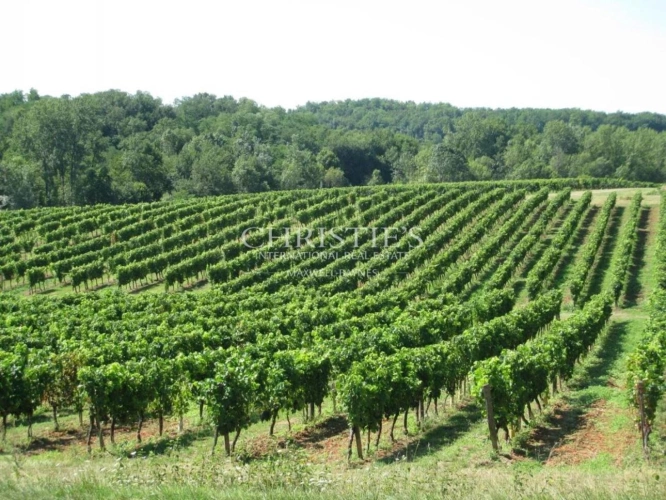 Photos 1 - Vineyard - 5,5ha vineyard in the Libourne region with vines and lands