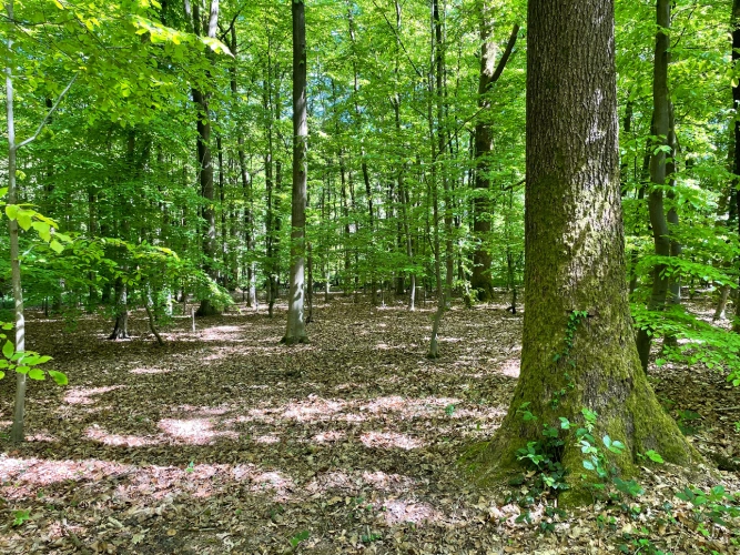 Photos 1 - Forest - Forêt dans le Nord avec chasse aux gros gibiers
