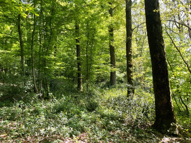 Photos 4 - Forest - Forêt dans le Nord avec chasse aux gros gibiers