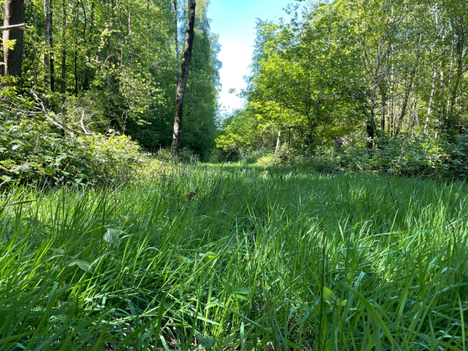 Photos 5 - Forest - Forêt dans le Nord avec chasse aux gros gibiers