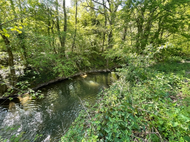 Photos 6 - Forest - Forêt dans le Nord avec chasse aux gros gibiers