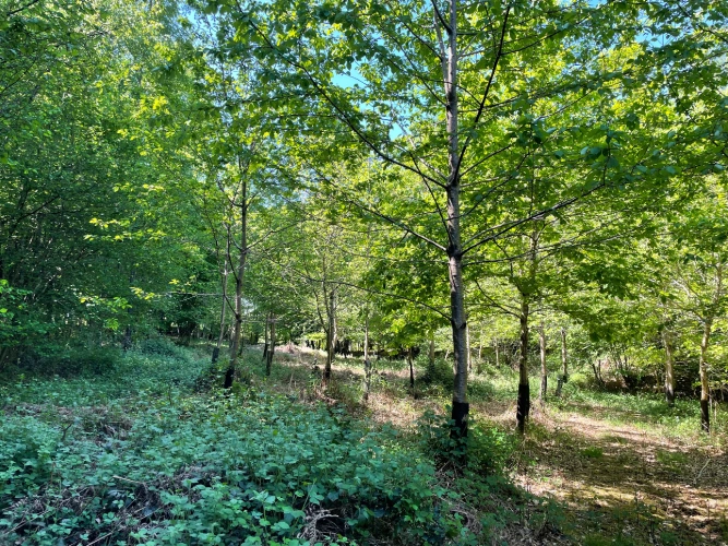 Photos 9 - Forest - Forêt dans le Nord avec chasse aux gros gibiers