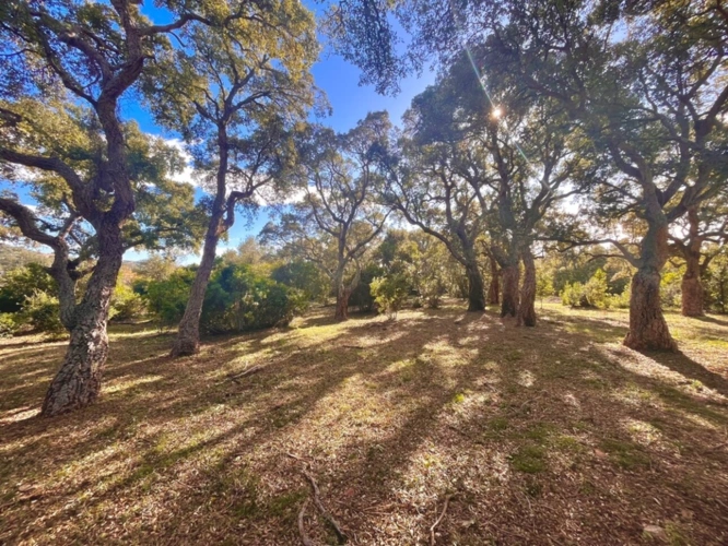 Photos 2 - Foncière - À Vendre ZONZA - Baie de St-Cyprien - Terrain Agricole de 16 640m2