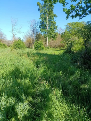Photos 5 - Forestière - Forêt de résineux avec pâturage et fermette