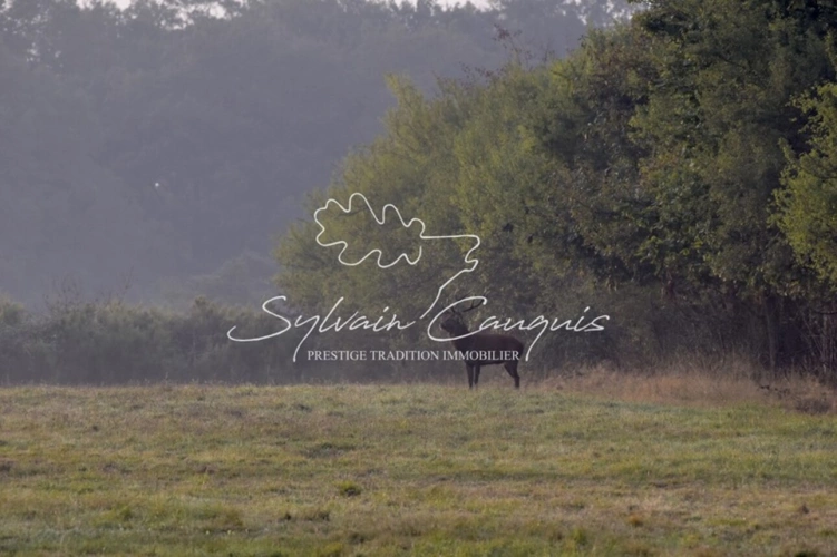 Photos 4 - Forestière - Propriété de Chasse ou d'Agrément de 180 hectares en Sologne