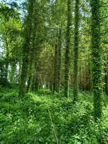 Photos 8 - Forestière - Forêt de résineux avec pâturage et fermette