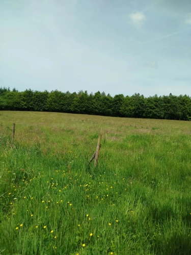 Photos 9 - Forestière - Forêt de résineux avec pâturage et fermette