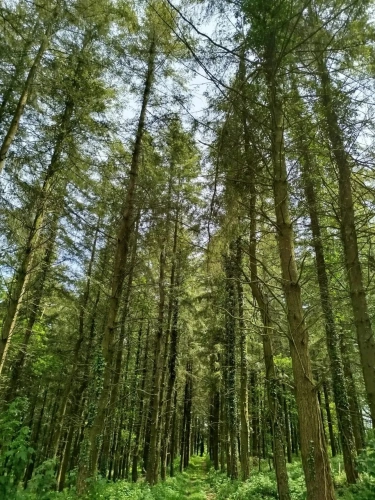 Photos 10 - Forestière - Forêt de résineux avec pâturage et fermette