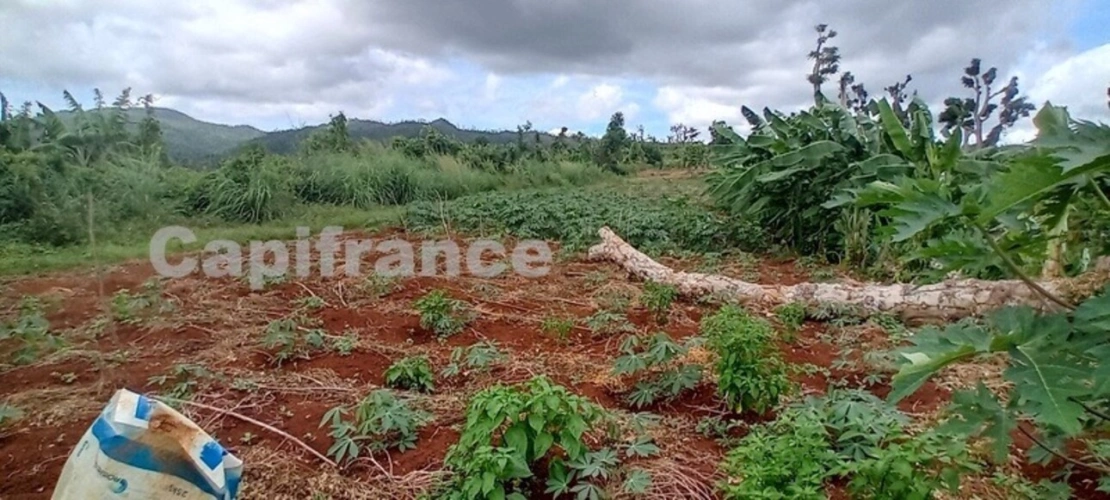 Photos 3 - Agricultural - Terrain agricole à vendre de 167 518,00 m² COMBANI (976)