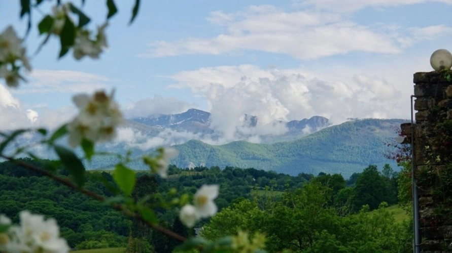Photos 9 - Equestrian - Pau - Pyrénées-Atlantiques - 450m2 estate with 20 ha forest.