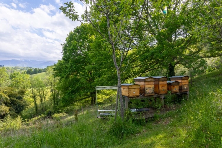 Photos 39 - Equestrian - Pau - Pyrénées-Atlantiques - 450m2 estate with 20 ha forest.