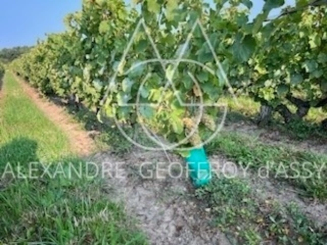 Photos 23 - Viticole - Rare opportunité… Vignoble en appellation Vouvray de 20 ha