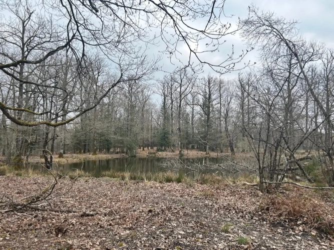 Photos 8 - Forestière - MASSIF MIXTE AVEC D EXCELLENTS CHENES ET TRES BON POTENTIEL CYNÉGÉTIQUE