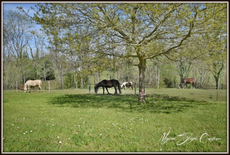Photos 3 - Équestre - Dpt Landes (40), à vendre CAPBRETON Propriété de charme au calme