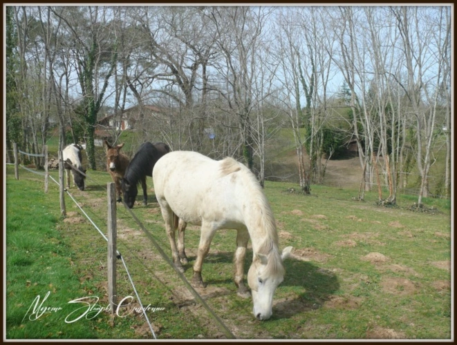 Photos 24 - Équestre - Dpt Landes (40), à vendre CAPBRETON Propriété de charme au calme