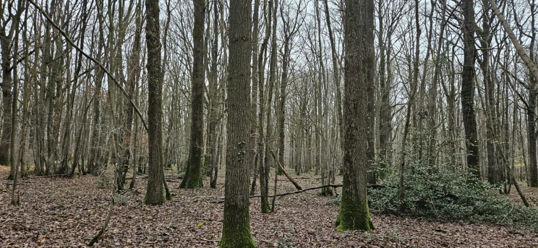 Photos 5 - Forestière - Propriété forestière et bâti de 20 ha aux portes de Paris
