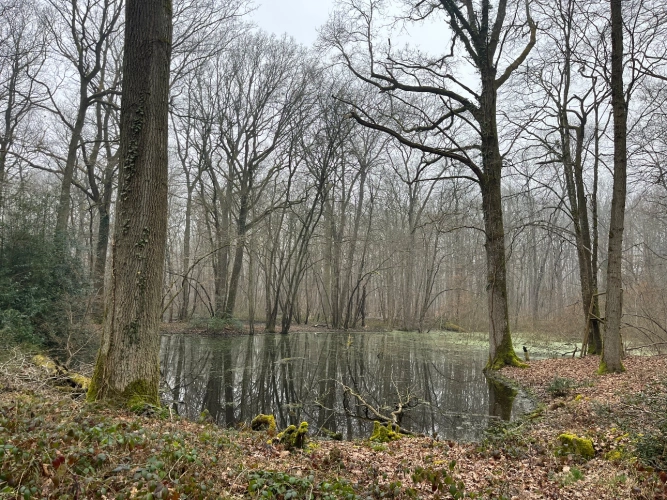 Photos 8 - Forestière - Propriété forestière et bâti de 20 ha aux portes de Paris