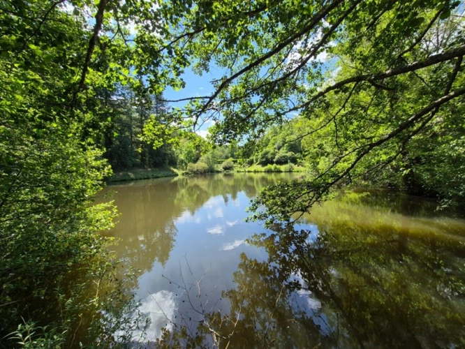 Photos 18 - Foncière - Deux beaux étangs, 6500 m2 d'eau pour pêche et loisirs sur un espace total de deux hectares de terrains