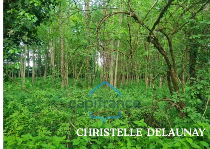 Photos 3 - Forestière - Fôret avec étang à Craon