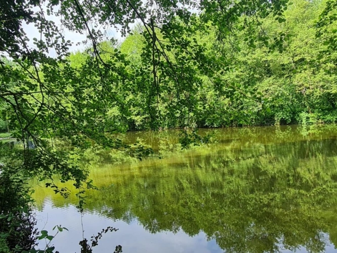 Photos 7 - Forestière - Fôret avec étang à Craon