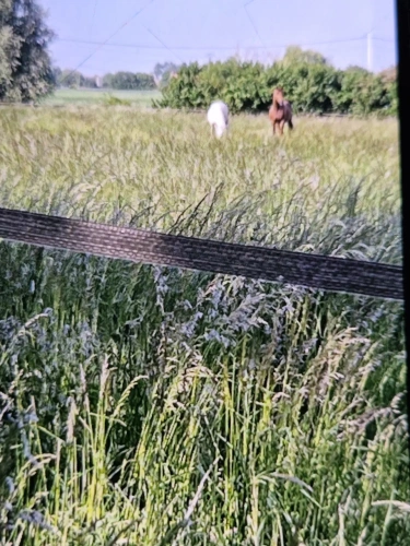 Photos 3 - Équestre - Propriété sur plus de 4 Hectares 60 a 93 ca idéal Chevaux  ou gites - Hauts de France