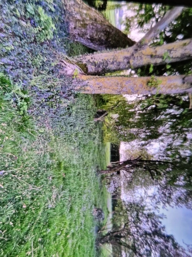 Photos 4 - Équestre - Propriété sur plus de 4 Hectares 60 a 93 ca idéal Chevaux  ou gites - Hauts de France