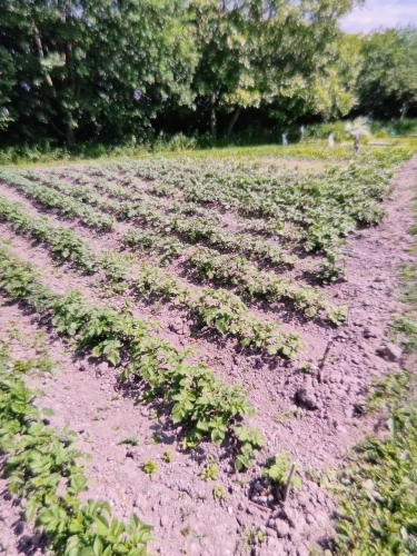 Photos 7 - Équestre - Propriété sur plus de 4 Hectares 60 a 93 ca idéal Chevaux  ou gites - Hauts de France