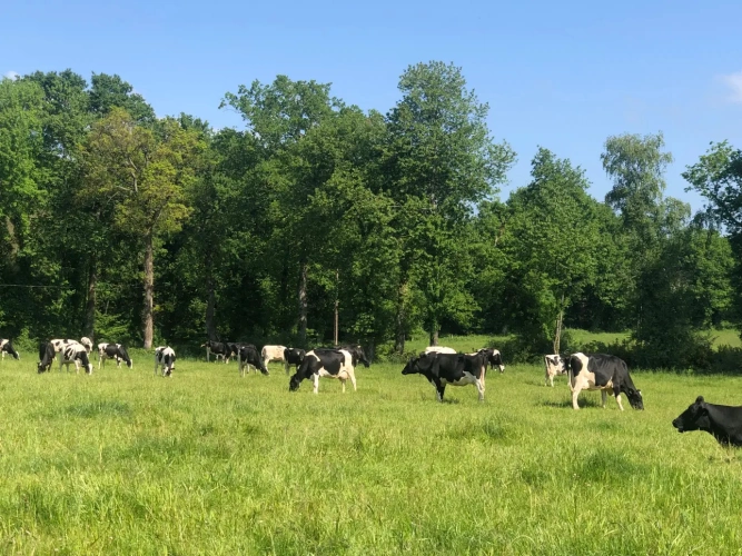 Photos 1 - Agricultural - Dairy farm less than 20 km from Dinan