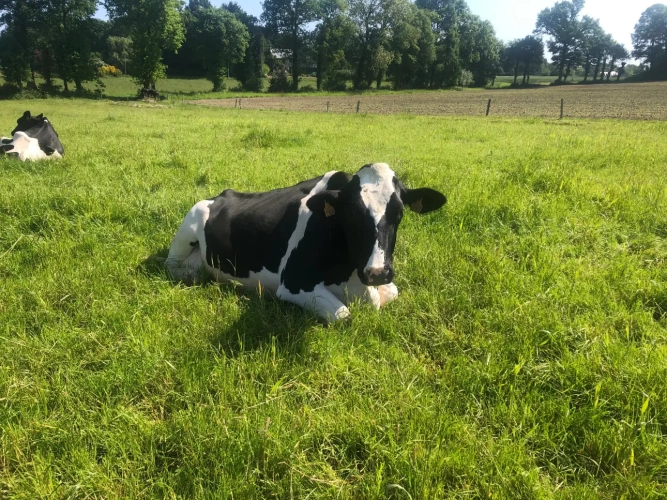 Photos 14 - Agricultural - Dairy farm less than 20 km from Dinan