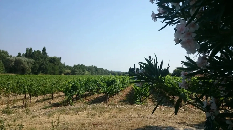 Photos 5 - Viticole - VENTE D'UN DOMAINE VITICOLE CLE EN MAIN EN PROVENCE