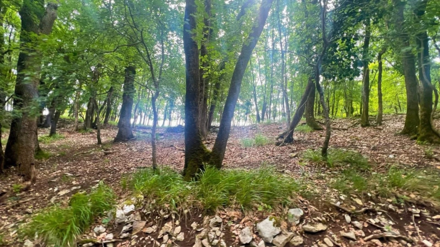 Photos 10 - Équestre - Domaine équestre de 40 hectares