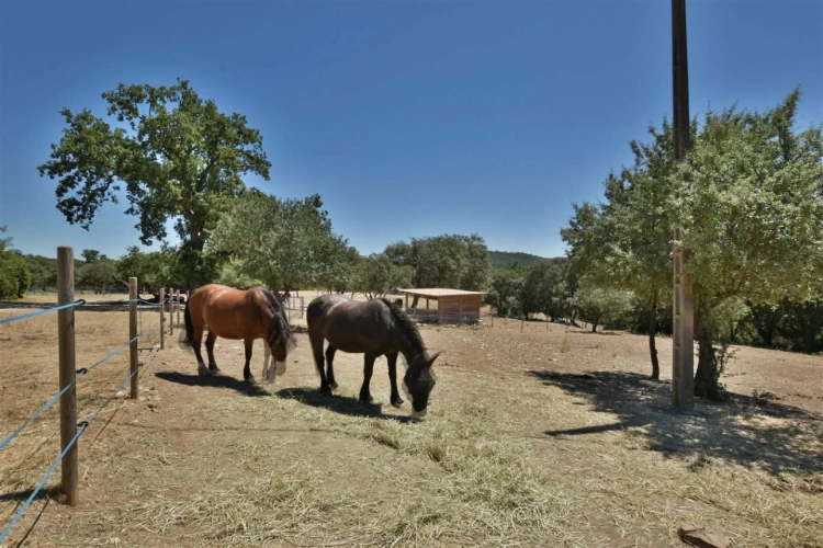 Photos 17 - Équestre - Charmante propriété équestre de 3 hectares (30)