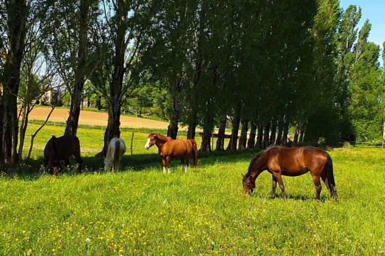 Photos 1 - Équestre - Propriété équestre en activité de 20 hectares