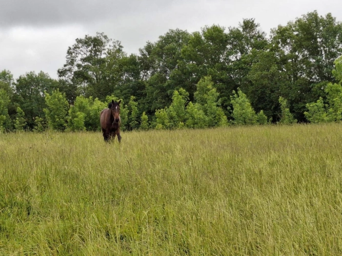 Photos 13 - Équestre - Propriété équestre en activité de 20 hectares